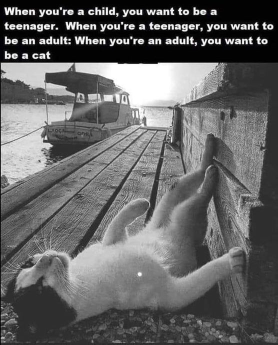 Living the cat life...