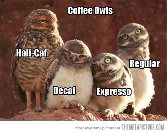 If you love coffee and owls, you're welcome!