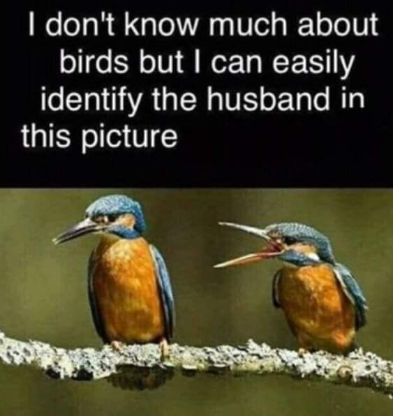 For all you bird watchers out there...