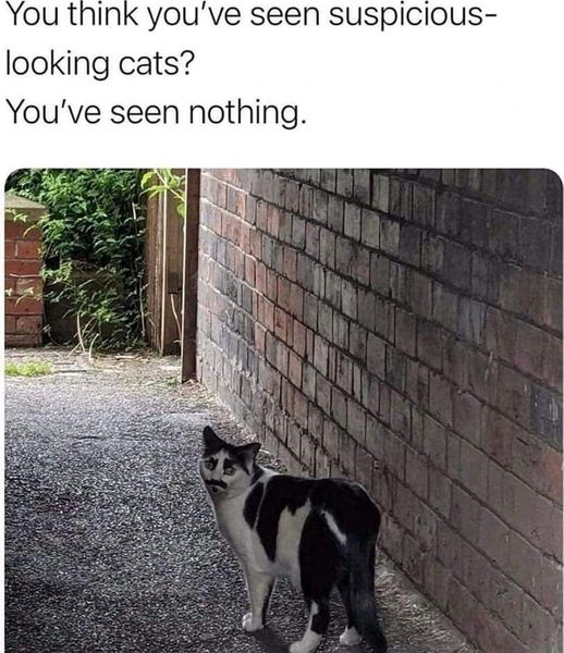 Mysterious looking cats